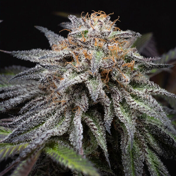 Alien Cookies Fast Version feminizada de Positronics Seeds