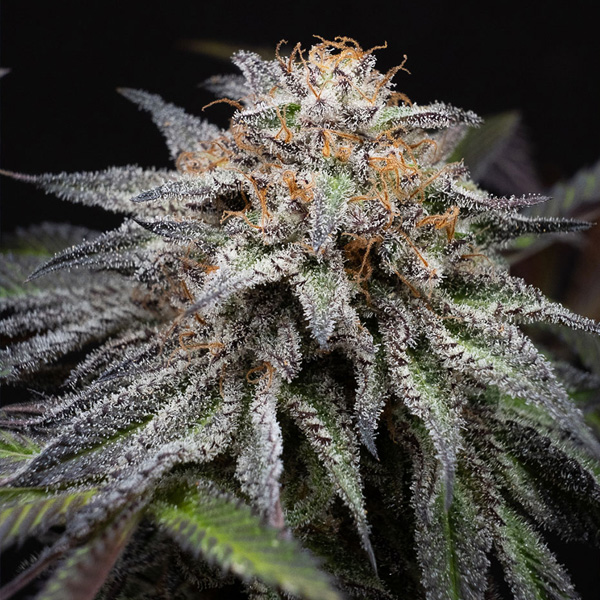 Alien Cookies Fast Version feminizada de Positronics Seeds