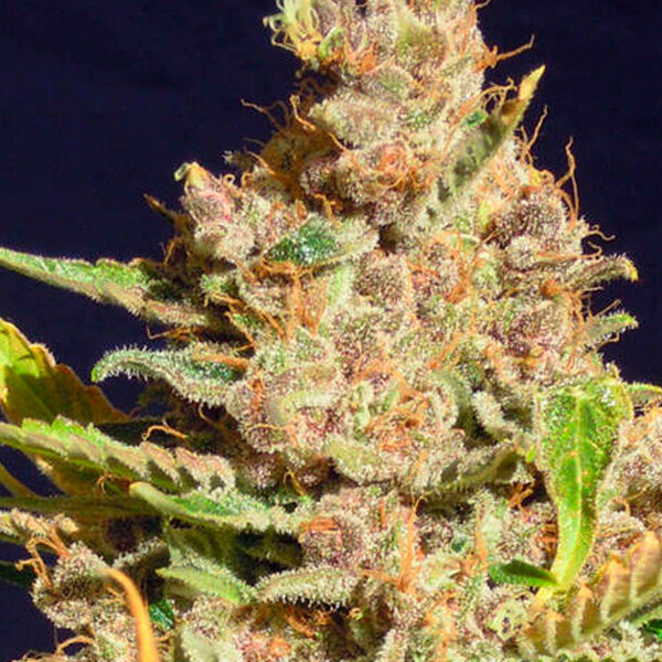 Alien Gorilla feminizada de Original Sensible Seeds