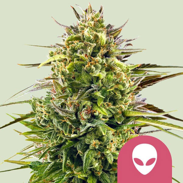 Alien OG feminizada de Royal Queen