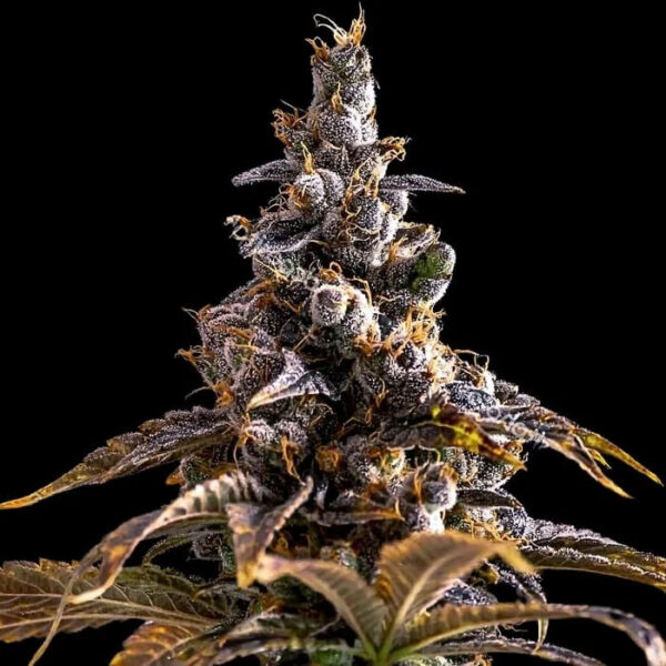 Alien Technology X Dosidos feminizada de Empire Seeds Bank