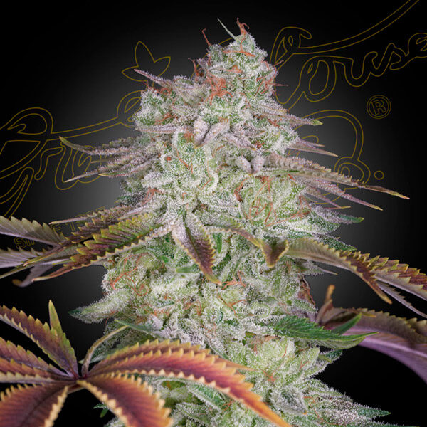 Alienz feminizada de Green House