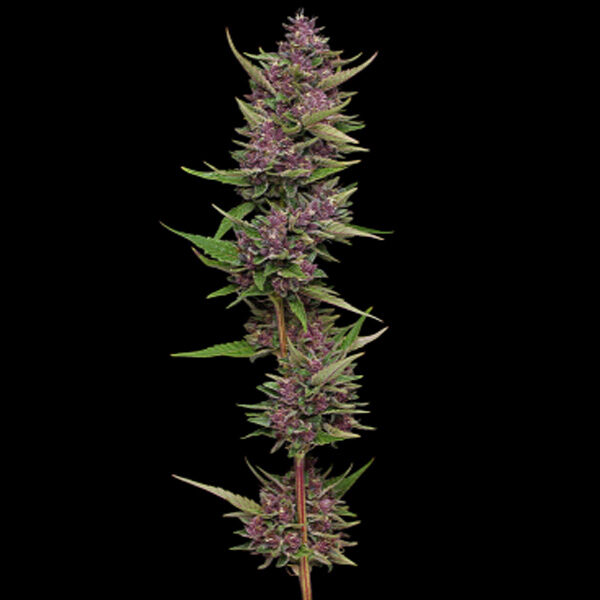 All Gas OG feminizada de Humboldt Seeds Company