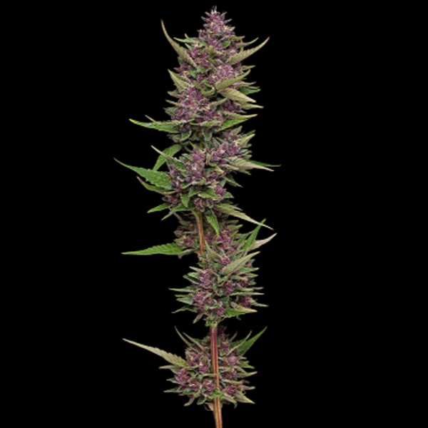 All Gas OG feminizada de Humboldt Seeds Company