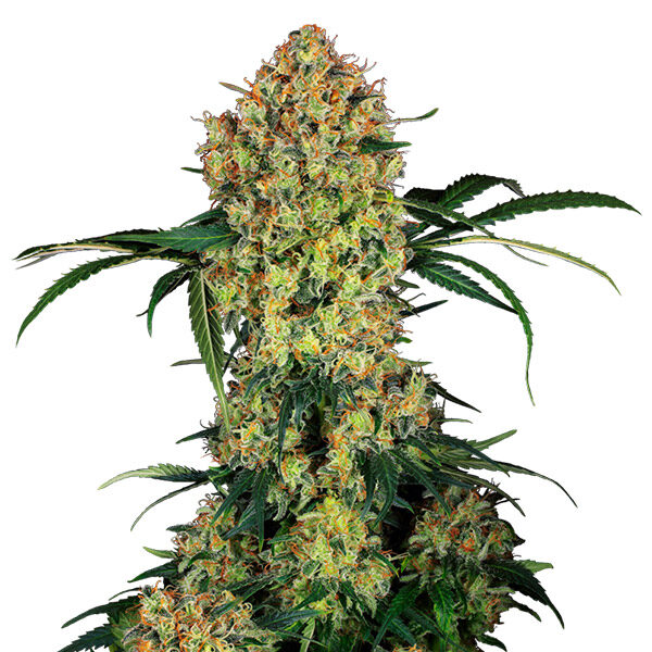 Aloha OG feminizada de Sensi Seeds Research