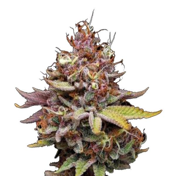Amaretto Tarmac feminizada de Seedstockers