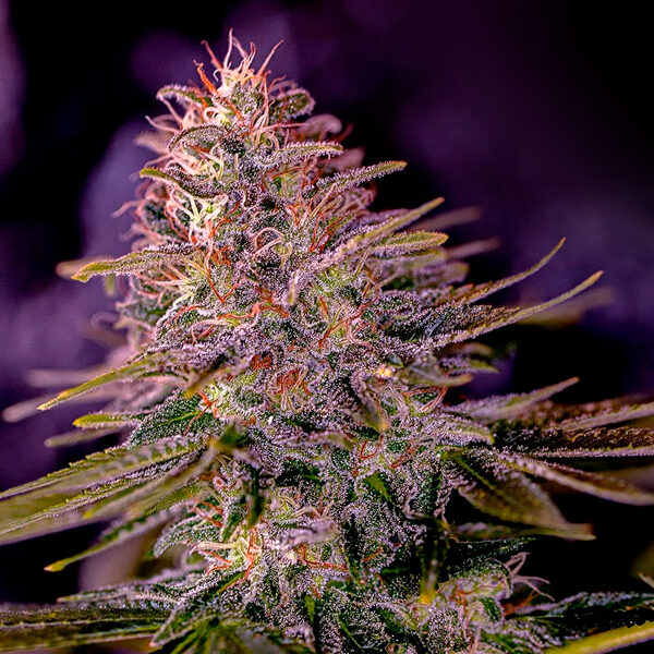 American Purple feminizada de Positronics Seeds