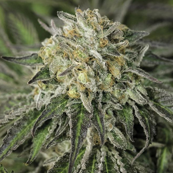 Amherst Sour Diesel feminizada de Humboldt Seed Organization