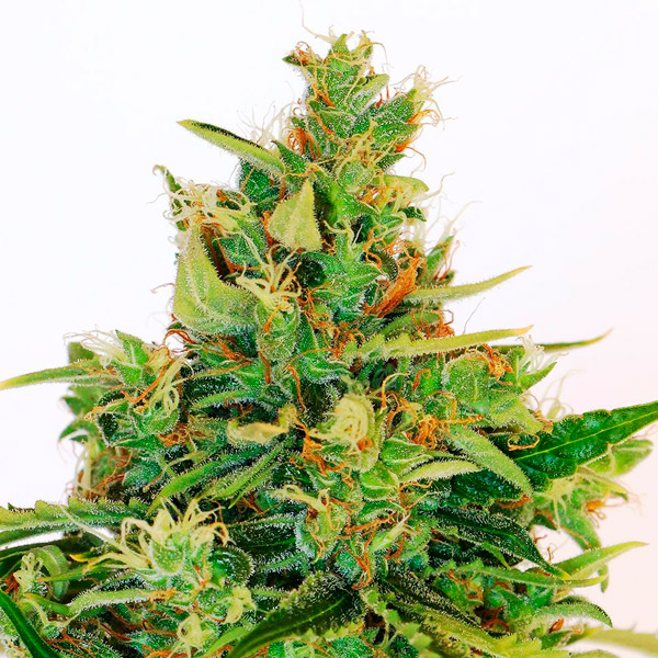 Amnesi K Lemon feminizada de Kannabia Seeds