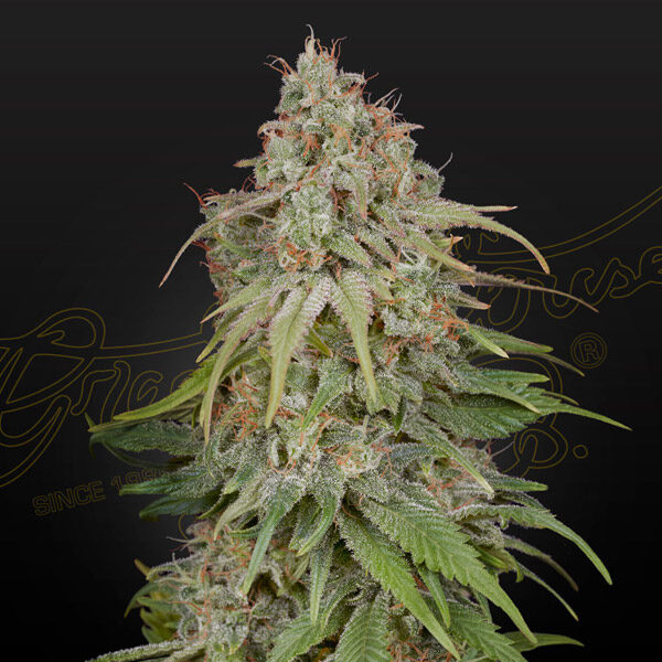 Amnesia feminizada de Green House