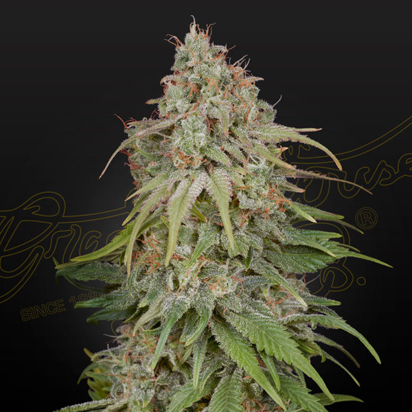 Amnesia feminizada de Green House