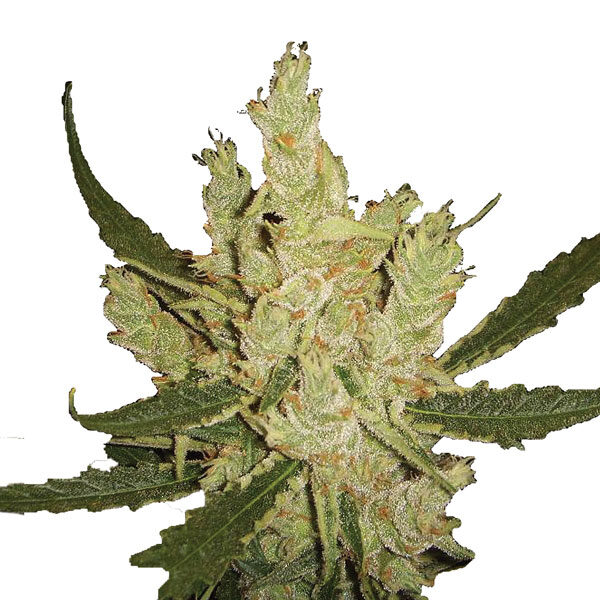 Amnesia regular de Nirvana