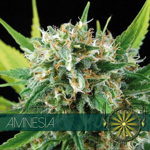 Amnesia feminizada de Vision Seeds