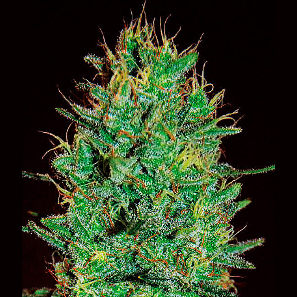 Amnesia Haze feminizada de Expert Seeds
