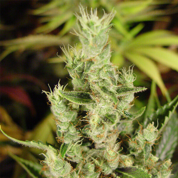 Amnesia Haze feminizada de Soma Seeds