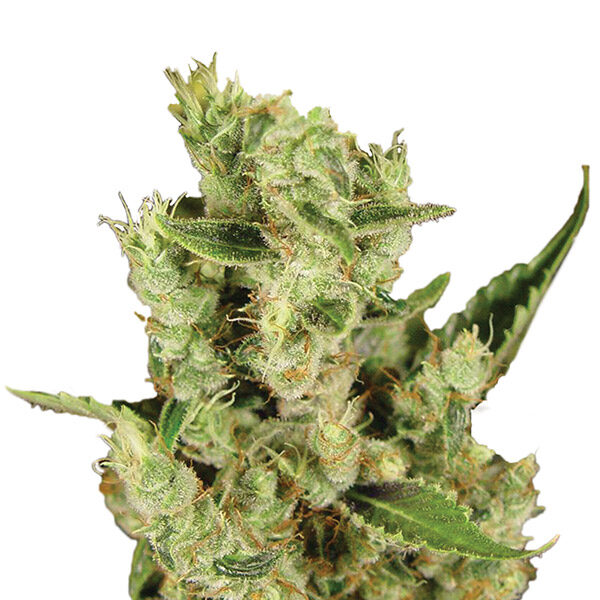 Amnesia Haze feminizada de Nirvana