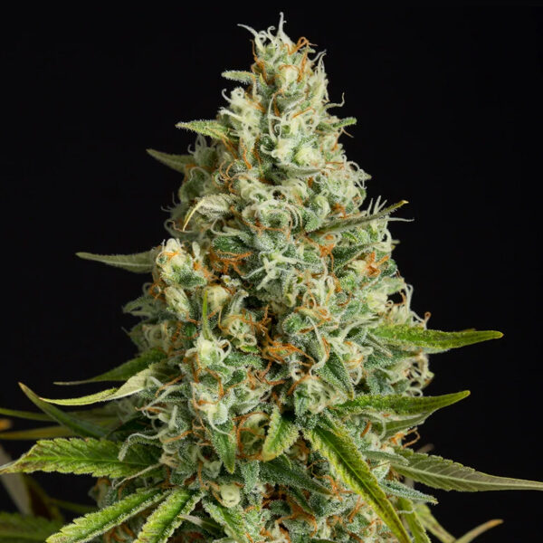 Amnesia Lemon feminizada de Silent Seeds