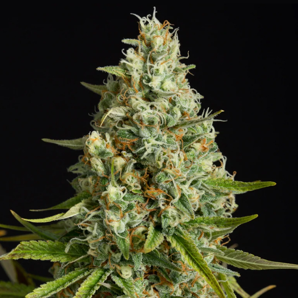 Amnesia Lemon feminizada de Silent Seeds