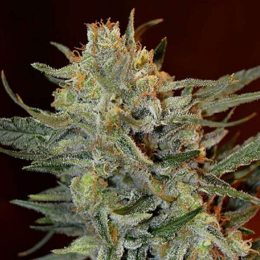 Amnesia Lemon Kush feminizada de Garden Of Green Seeds