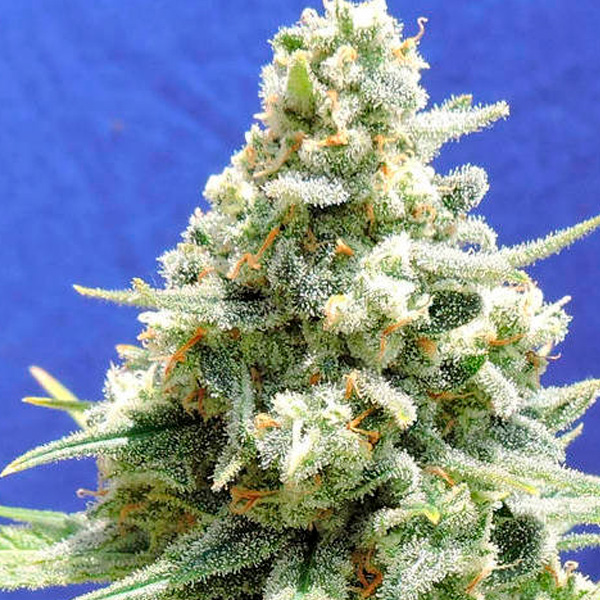 Amnesia Lemon Kush feminizada de Original Sensible Seeds