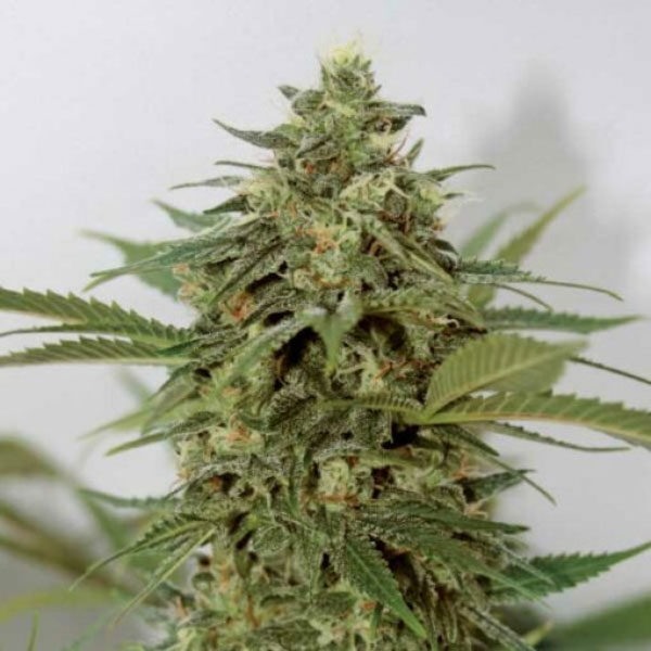 Amnesia Lemon Pie feminizada de Garden Of Green Seeds