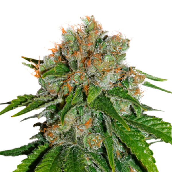 Amnesia feminizada de Seedstockers