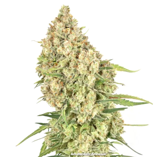 Amsterdam Amnesia feminizada de Dutch Passion