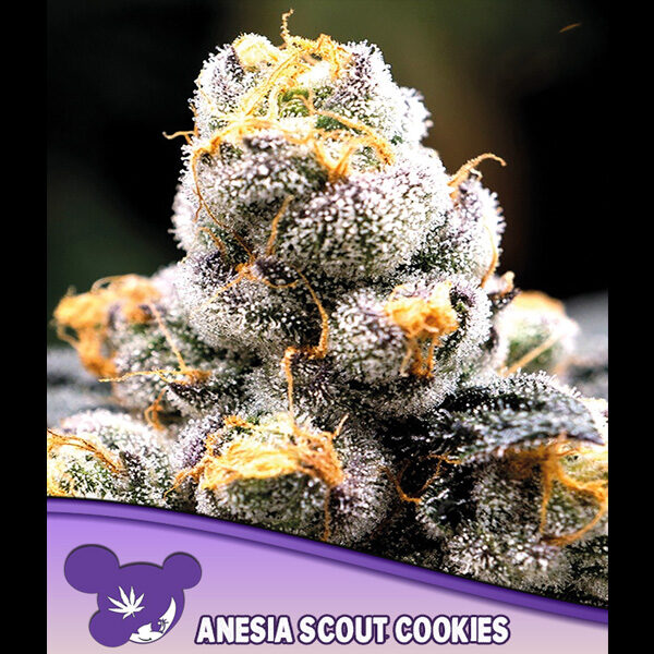 Anesia Scout Cookies feminizada de Anesia Seeds