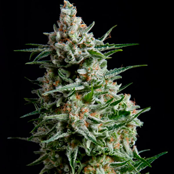 Anesthesia feminizada de Pyramid Seeds