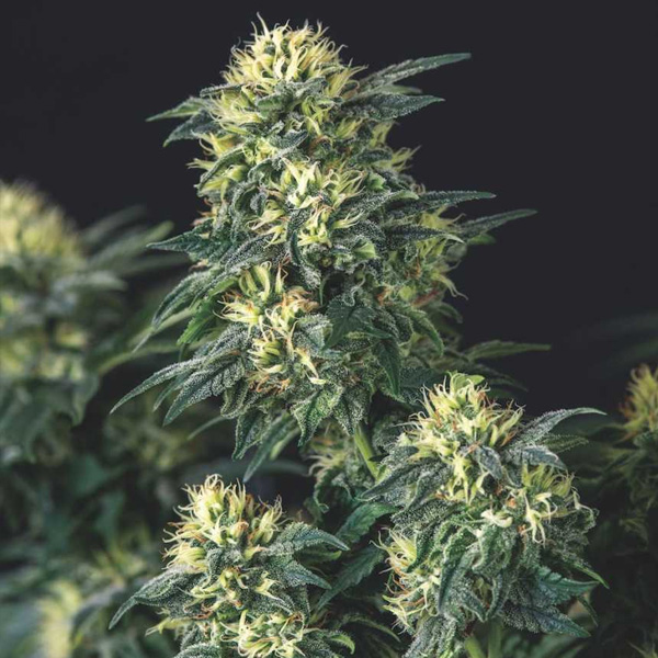 Anesthesia X Runtz feminizada de Pyramid Seeds