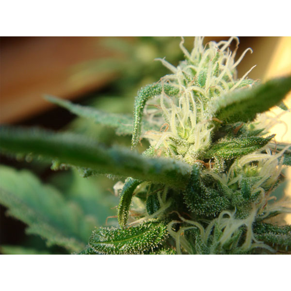 Angel's Breathe (mango Haze X Afghan) regular de Mr. Nice