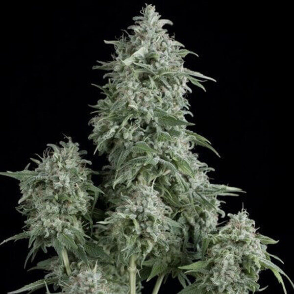 Anubis regular de Pyramid Seeds