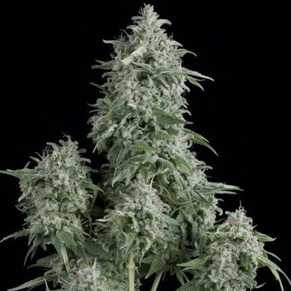 Anubis regular de Pyramid Seeds