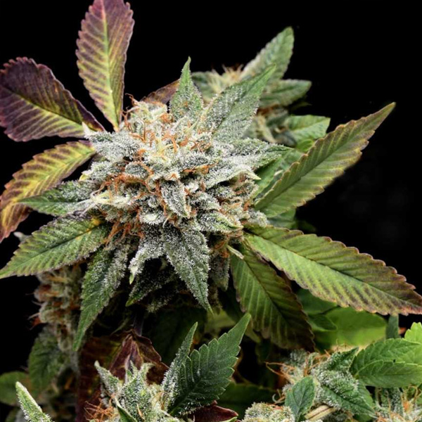 Anubis X Sunset Sherbet feminizada de Pyramid Seeds