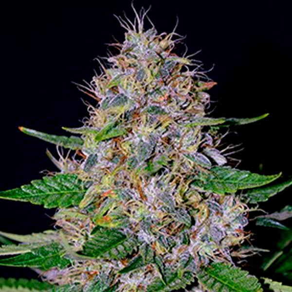 Apple Crumble feminizada de G13 Labs