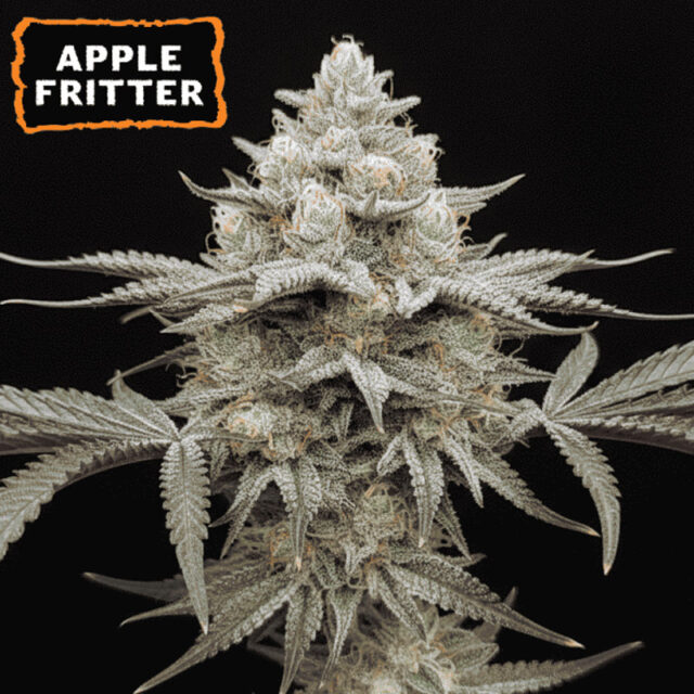 Apple Fritter feminizada de Seedstockers