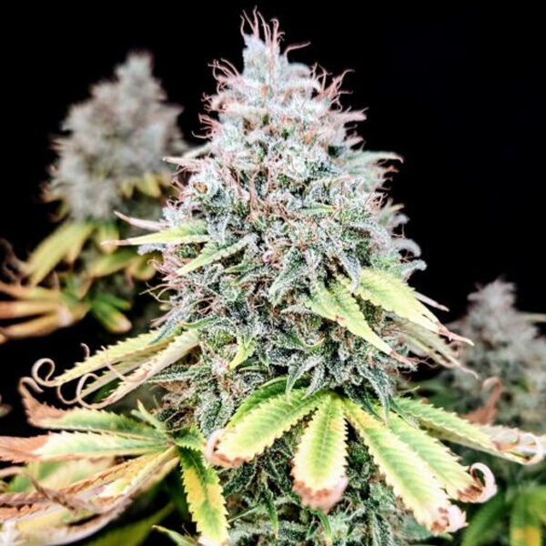 Apple OG feminizada de Pure Instinto