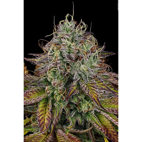 Apricot Candy feminizada de Paradise Seeds