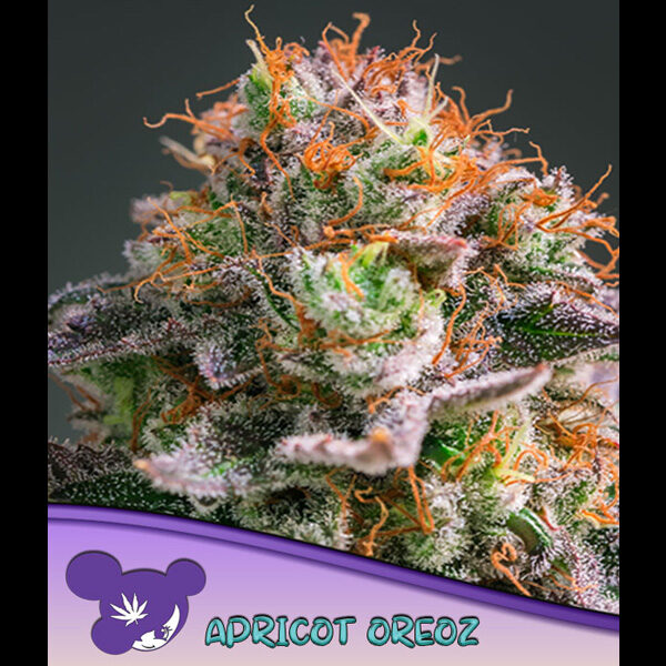 Apricot Oreoz feminizada de Anesia Seeds