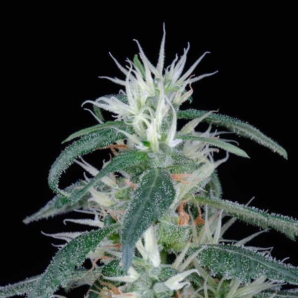 Arjan Ultra Haze #1 feminizada de Green House