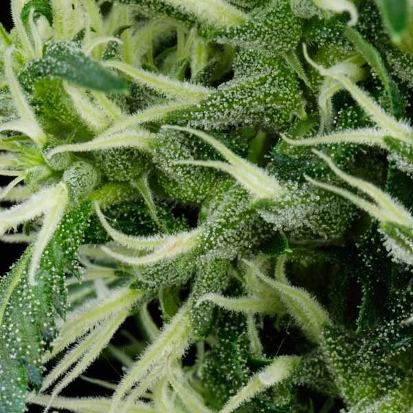 Arjan Ultra Haze #2 (mango Haze) feminizada de Green House