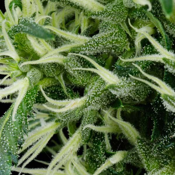 Arjan Ultra Haze #2 (mango Haze) feminizada de Green House
