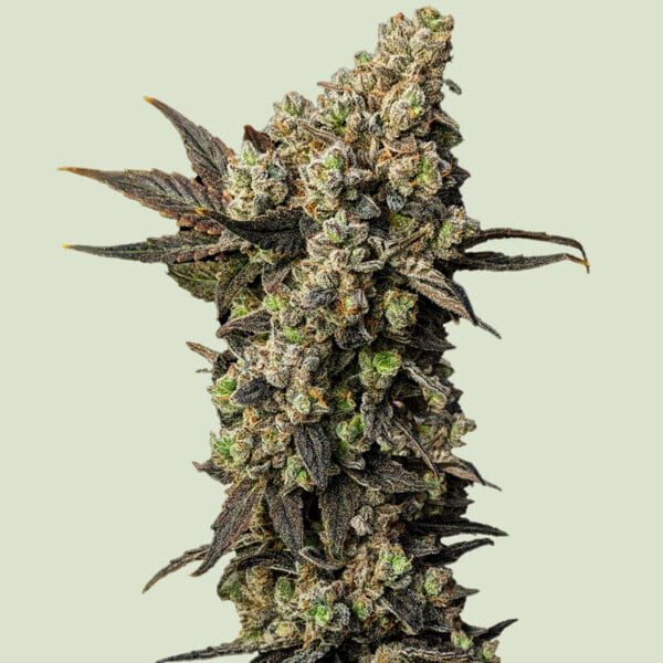 Astro Lemonade F1 feminizada de Royal Queen