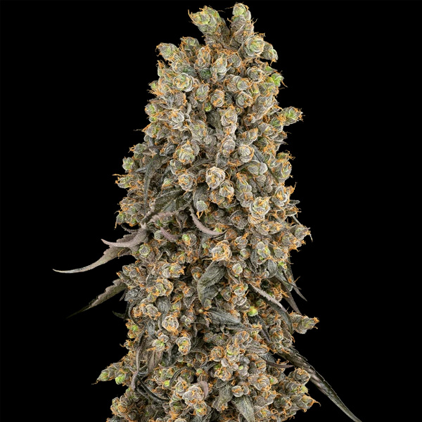 Atomic Blue Dream feminizada de Sensi Seeds