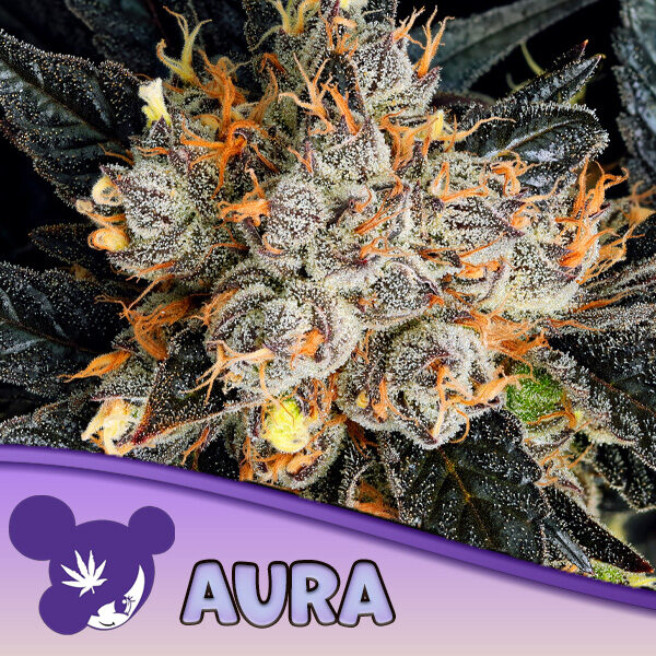 Aura feminizada de Anesia Seeds