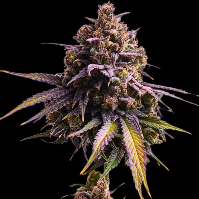 Auro Rs11 feminizada de Empire Seeds Bank