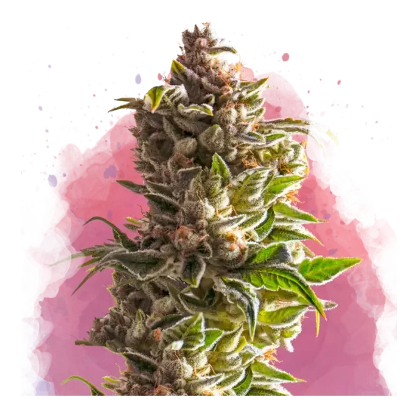 Aurora Indica feminizada de Nirvana