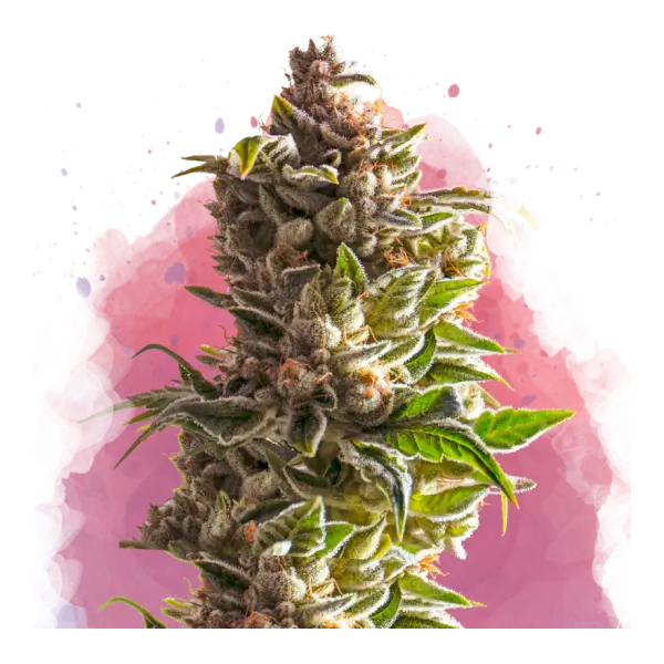 Aurora Indica feminizada de Nirvana