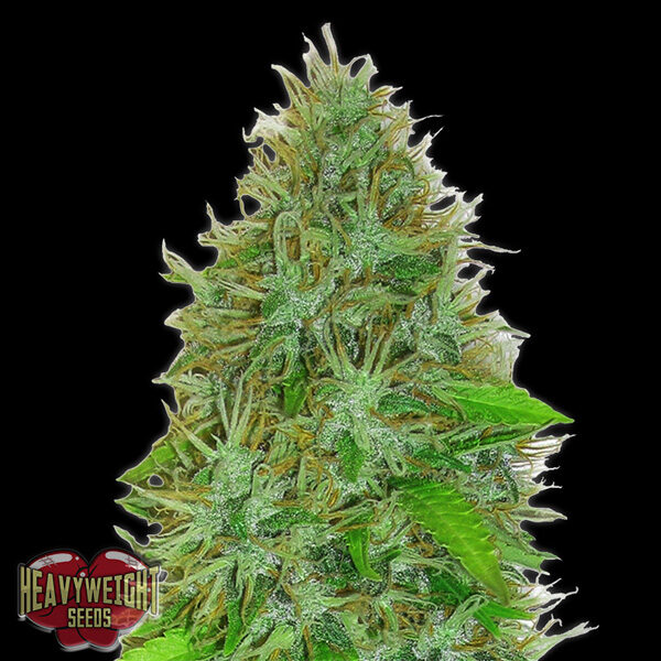 2 Fast 2 Vast Auto de Heavyweight Seeds