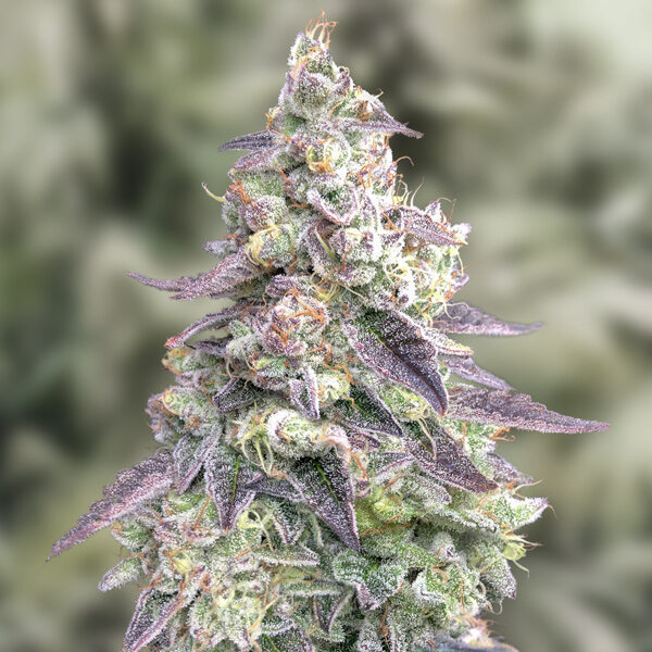 #9 Pound Hammer Auto de High Speed Buds